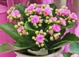 तुम्हारा अनंत प्रेम